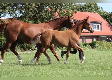 Hanoverian, Mare, Foal (04/2024), Chestnut-Red