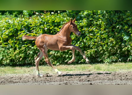 Hanoverian, Mare, , Chestnut-Red