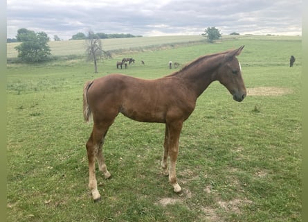 Hanoverian, Mare, Foal (04/2023), Chestnut-Red