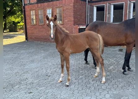 Hanoverian, Mare, Foal (04/2025), Chestnut-Red