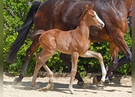 Hanoverian, Mare, Foal (04/2026)