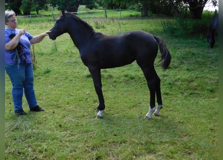 Hanoverian, Mare, Foal (02/2024), Gray-Dark-Tan