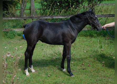 Hanoverian, Mare, Foal (02/2024), Gray-Dark-Tan