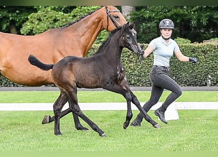 Hanoverian, Mare, , Gray