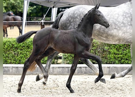 Hanoverian, Mare, Foal (03/2025), Grey