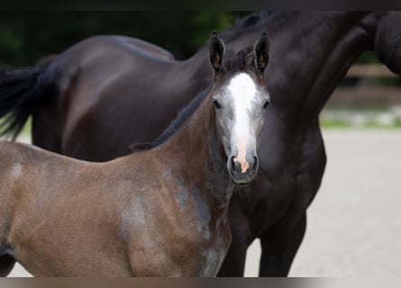 Hanoverian, Mare, Foal (04/2025), Grey