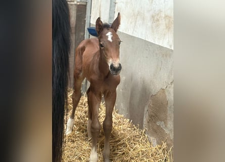 Hanoverian, Mare, 