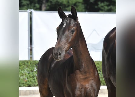 Hanoverian, Mare, Foal (04/2024), Smoky-Black