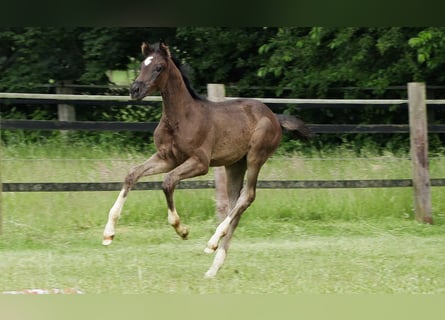 Hanoverian, Mare, Foal (04/2024), Smoky-Black