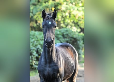 Hanoverian, Mare, Foal (05/2025), Smoky-Black