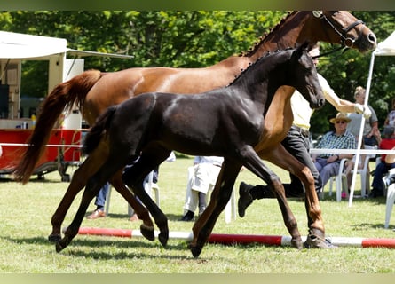 Hanoverian, Mare, Foal (04/2024), Smoky-Black