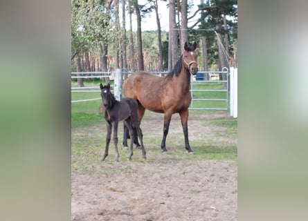 Hanoverian, Mare, Foal (04/2023), Smoky-Black