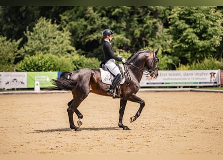 Hanoverian, Stallion, 11 years, 16,2 hh, Smoky-Black