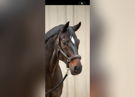 Hanoverian, Stallion, 12 years, 16.1 hh, Bay-Dark