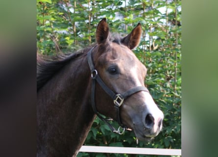 Hanoverian, Stallion, 1 year, 13,2 hh, Can be white