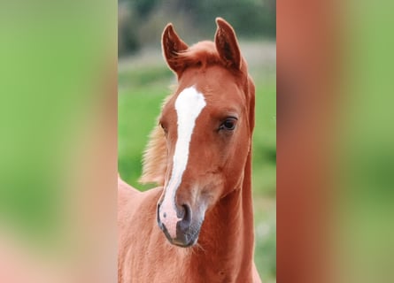 Hanoverian, Stallion, 1 year, 13,2 hh, Chestnut-Red