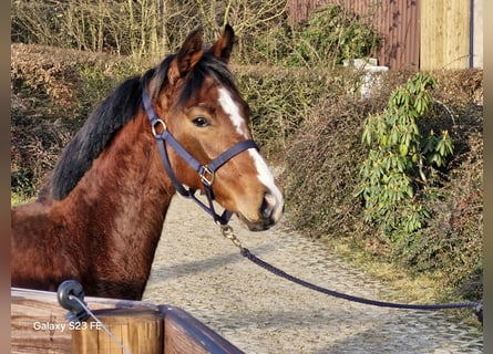 Hanoverian, Stallion, 1 year, 14.1 hh, Brown