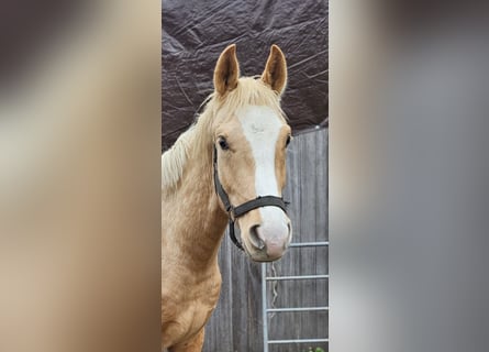 Hanoverian, Stallion, 1 year, 14.2 hh, Palomino