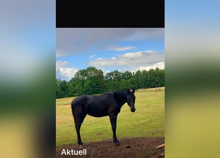 Hanoverian, Stallion, 1 year, 15,2 hh, Black