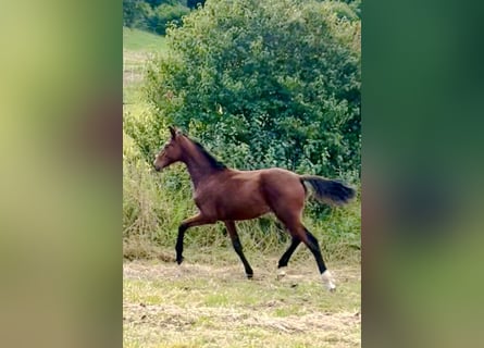 Hanoverian, Stallion, 1 year, 16.1 hh, Brown