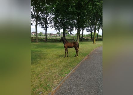 Hanoverian, Stallion, 1 year, 16,1 hh, Chestnut