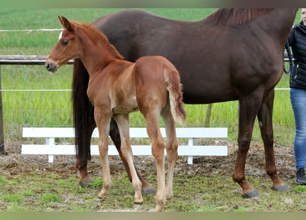 Hanoverian, Stallion, 1 year, 16.1 hh, Chestnut-Red