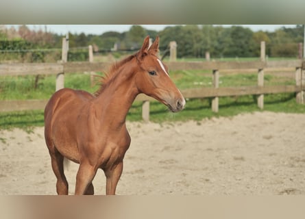 Hanoverian, Stallion, 1 year, 16.1 hh, Chestnut-Red