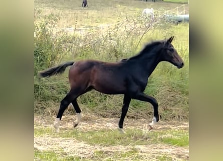 Hanoverian, Stallion, 1 year, 16.2 hh, Bay-Dark