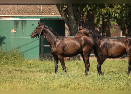 Hannoveraner, Hengst, 1 Jahr, 16,2 hh, Rappe