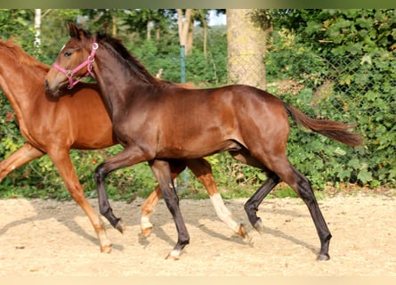 Hanoverian, Stallion, 1 year, 16,2 hh, Brown