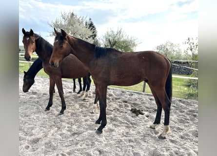 Hanoverian, Stallion, 1 year, 16.2 hh, Brown