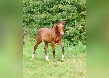 Hanoverian, Stallion, 1 year, 16.2 hh, Brown