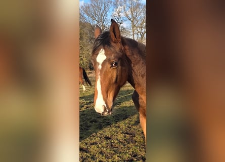 Hanoverian, Stallion, 1 year, 16.2 hh, Brown