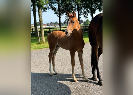 Hanoverian, Stallion, 1 year, 16,2 hh, Chestnut-Red