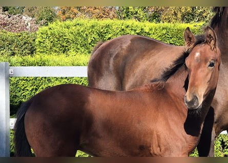 Hanoverian, Stallion, 1 year, 16,2 hh