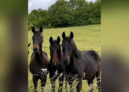 Hanoverian, Stallion, 1 year, 16.2 hh, Smoky-Black