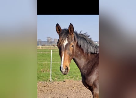 Hanoverian, Stallion, 1 year, 16.3 hh, Bay-Dark