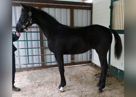 Hanoverian, Stallion, 1 year, 16,3 hh, Black