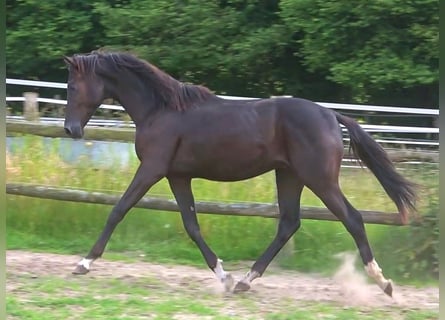 Hanoverian, Stallion, 1 year, 16.3 hh, Black