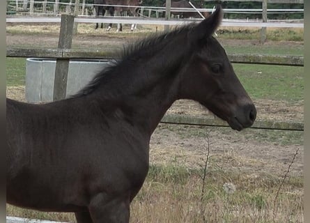 Hanoverian, Stallion, 1 year, 16.3 hh, Black