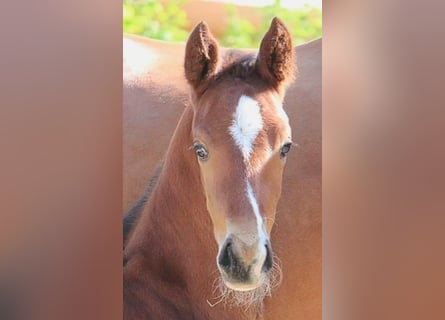 Hanoverian, Stallion, 1 year, 16,3 hh, Brown