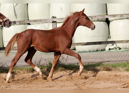 Hanoverian, Stallion, 1 year, 16.3 hh, Chestnut-Red