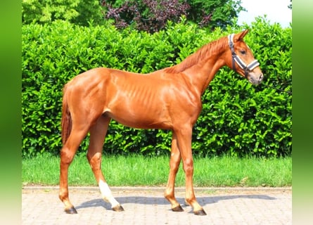 Hanoverian, Stallion, 1 year, 16.3 hh, Chestnut-Red