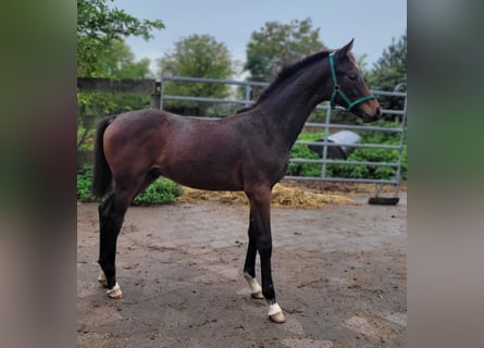 Hanoverian, Stallion, 1 year, 16 hh, Bay-Dark