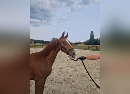 Hanoverian, Stallion, 1 year, 16 hh, Chestnut