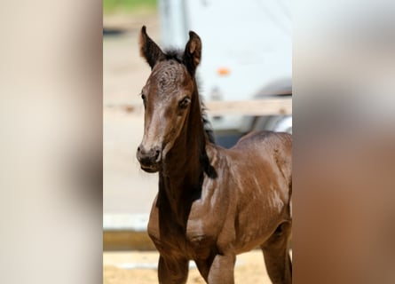 Hanoverian, Stallion, 1 year, 16,1 hh, Black