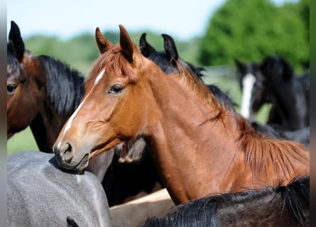 Hanoverian, Stallion, 1 year, 16,1 hh, Chestnut