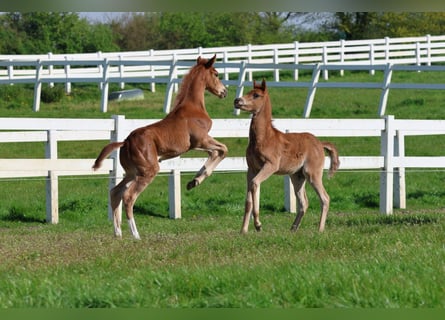Hanoverian, Stallion, 1 year, 16,1 hh, Chestnut-Red