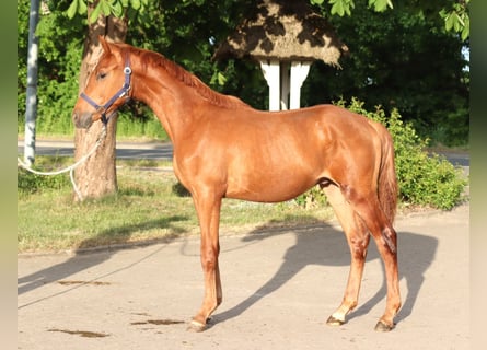 Hanoverian, Stallion, 1 year, 16,1 hh, Chestnut-Red