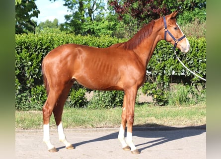 Hanoverian, Stallion, 1 year, 16,1 hh, Chestnut-Red